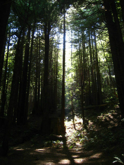 Pomo redwoods