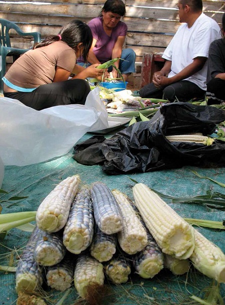 Putting the Culture Back in Agriculture: Reviving Native Food and Farming Traditions