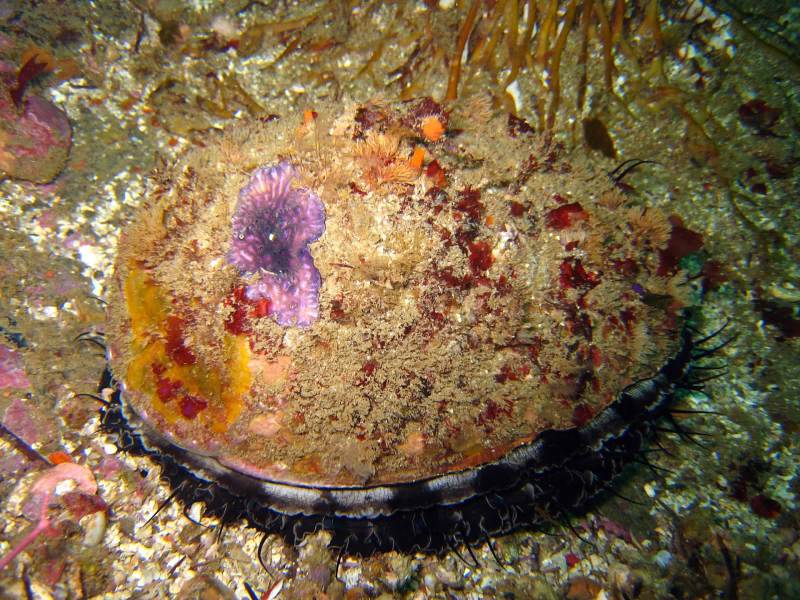 California State admits traditional management more effective than marine reserves; Annual recreational abalone harvest reduced