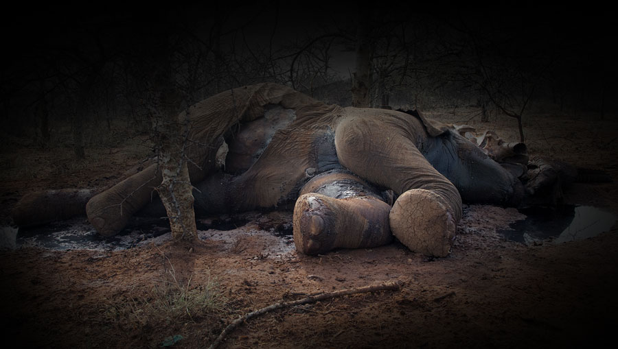 Elephant dead