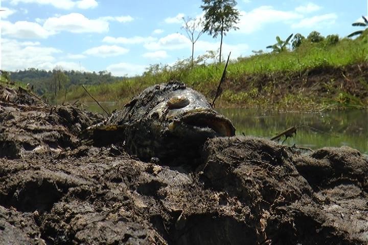 Ecocide in Guatemala: Call for International Solidarity