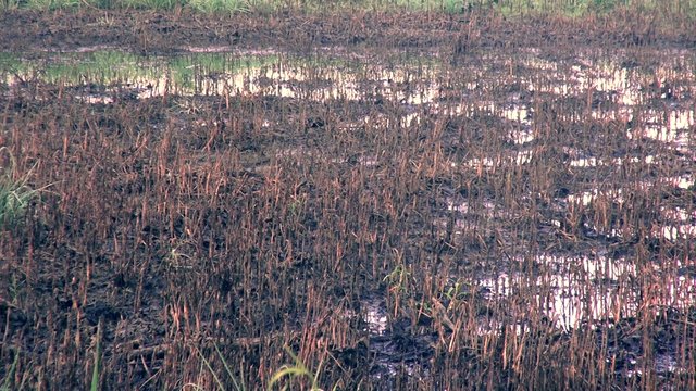 Listening for the Rain: Indigenous Perspectives on Climate Change