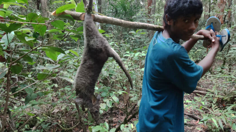 A hunter carries home a kangaroo caught in the forest