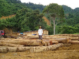 Sarawak’s logs are a questionable product.