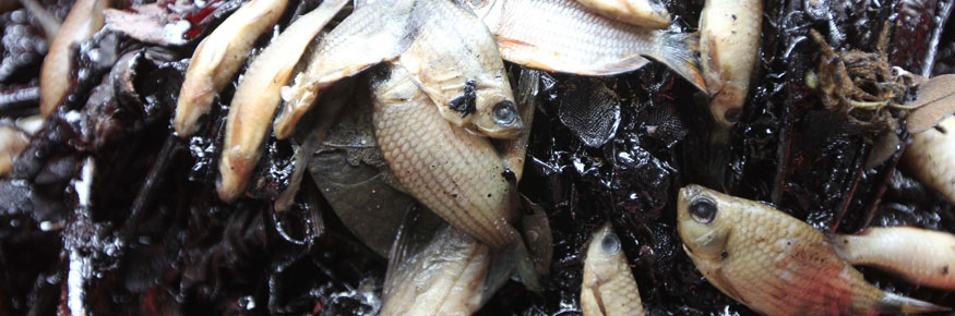 Deadfish