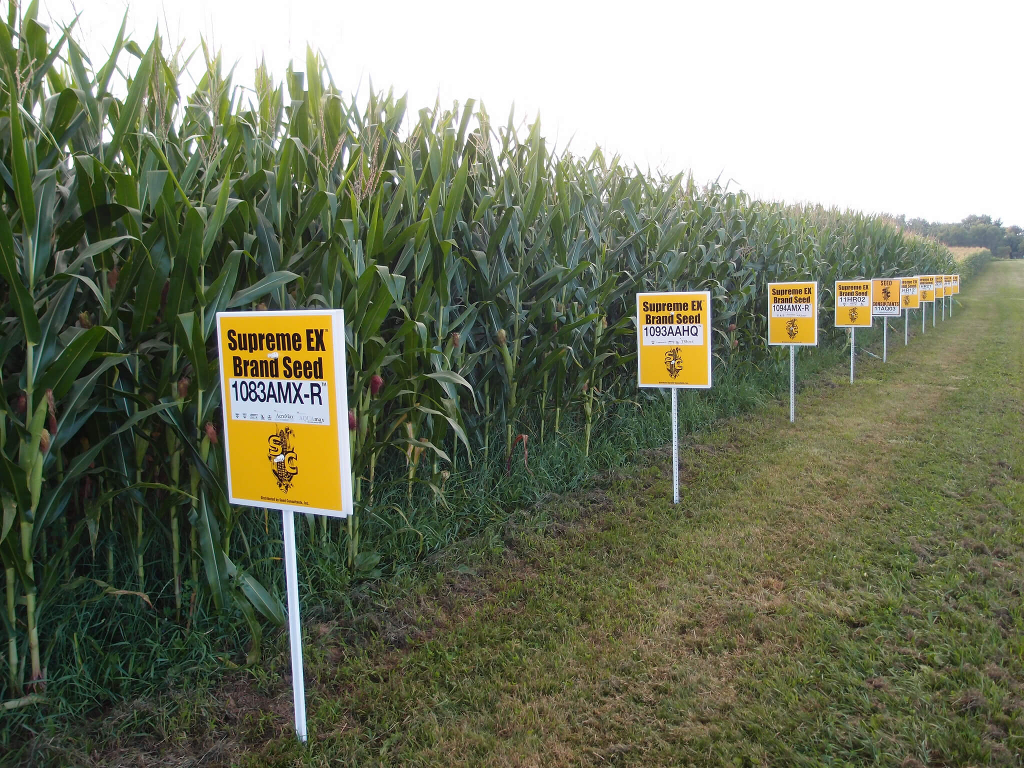 Guatemala: Mobilizing against “Monsanto Bill” passed secretly by Congress