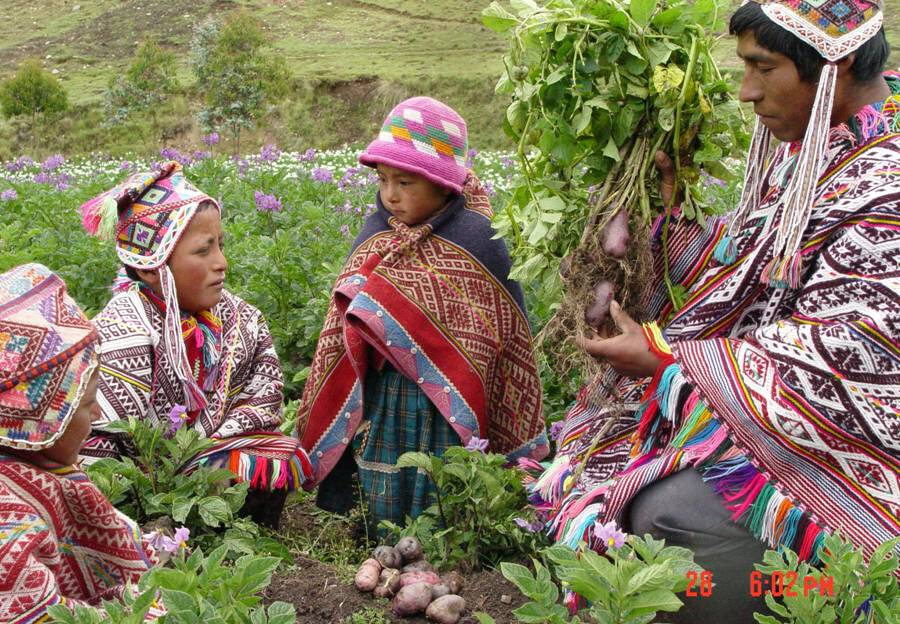Indigenous potatoes