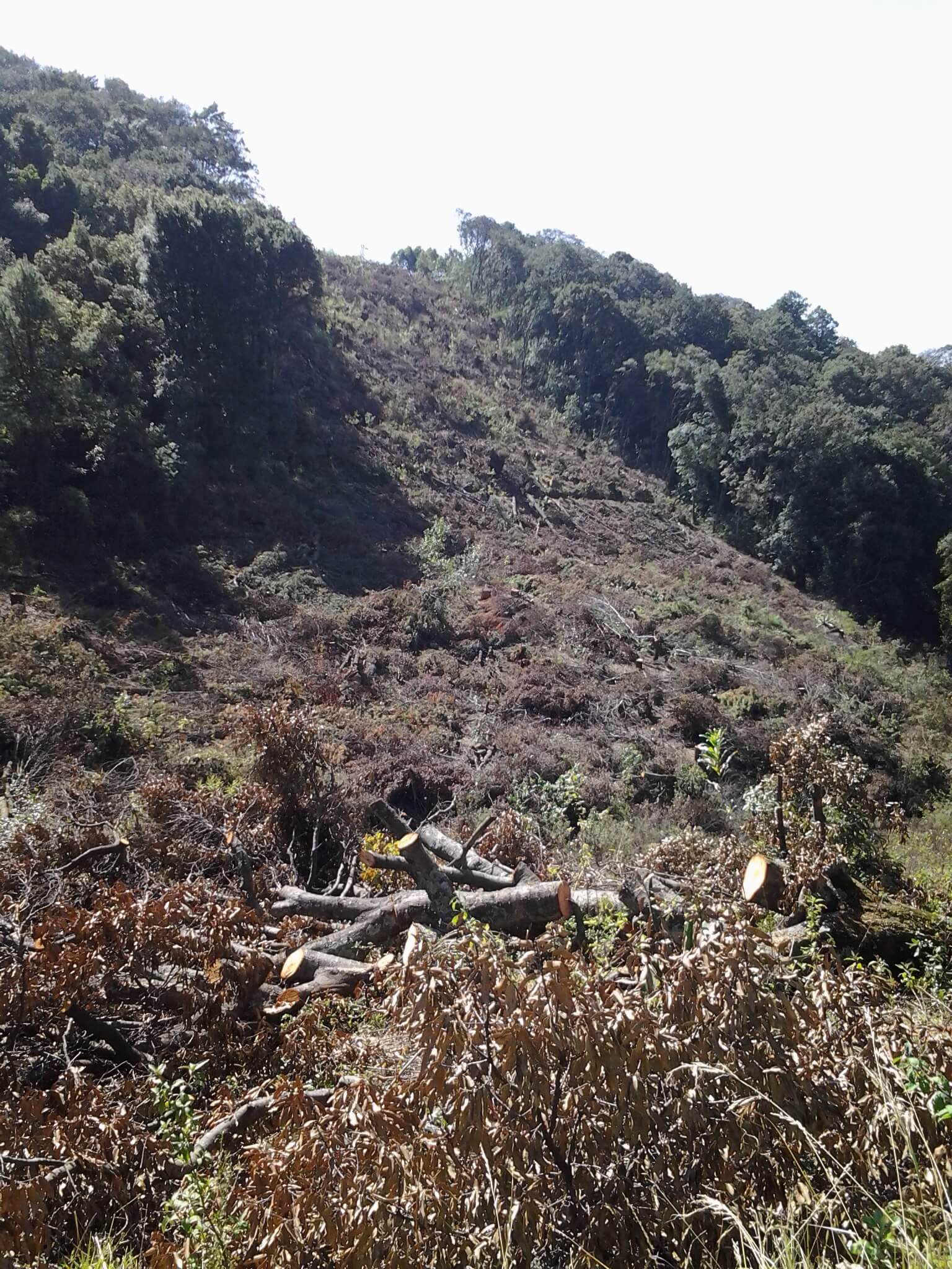 Forest destruction, SFX (Heidi Bruce)