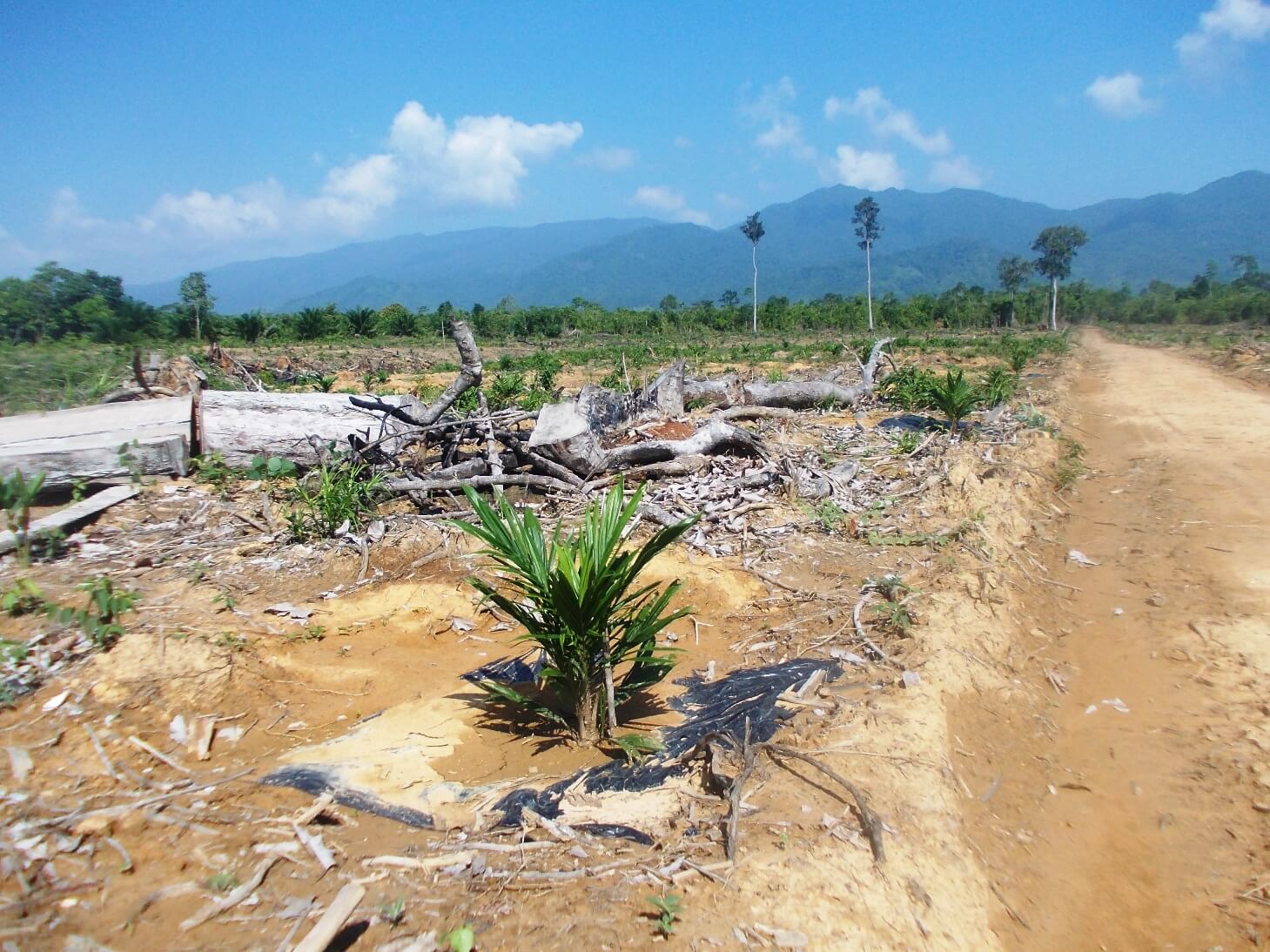 Massive forest clearing for oil palm plantations in Sandoval, Municipality of Bataraza 
