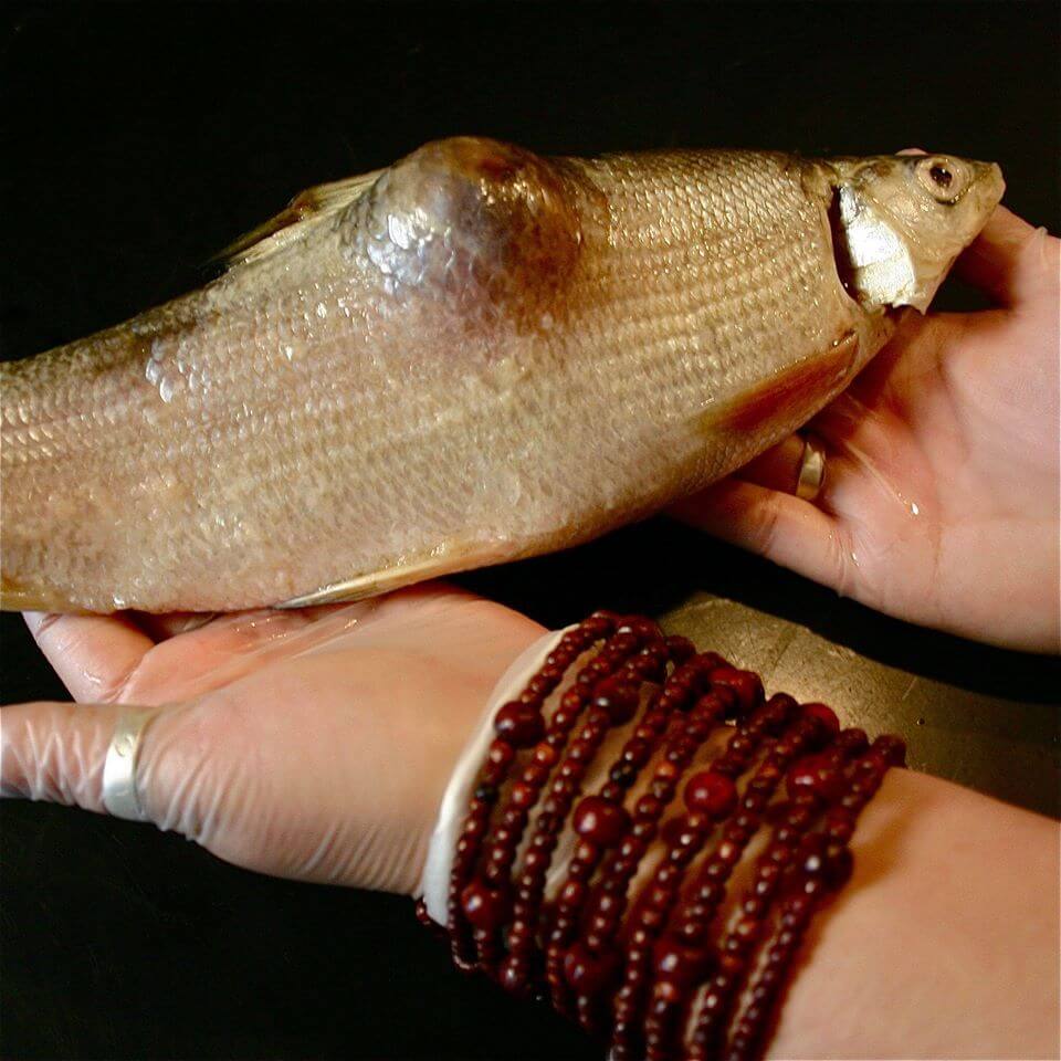 Fish caught in Lake Athabasca downstream of the tar sands. (Photo: Toby McLeod)