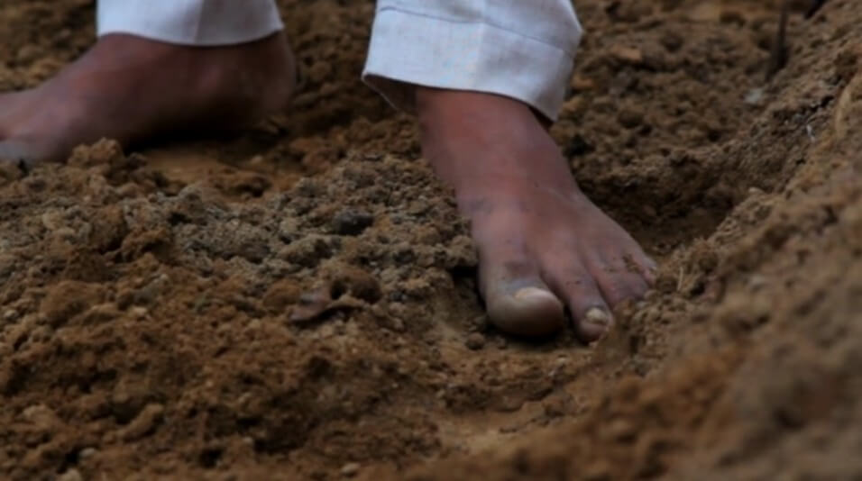 The Living Soil