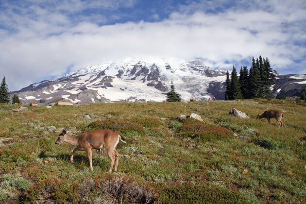Washington state's Mount Rainier is known as Tahoma to the Puyallup tribe. (Credit: Cascade Tree Guy/Flickr)