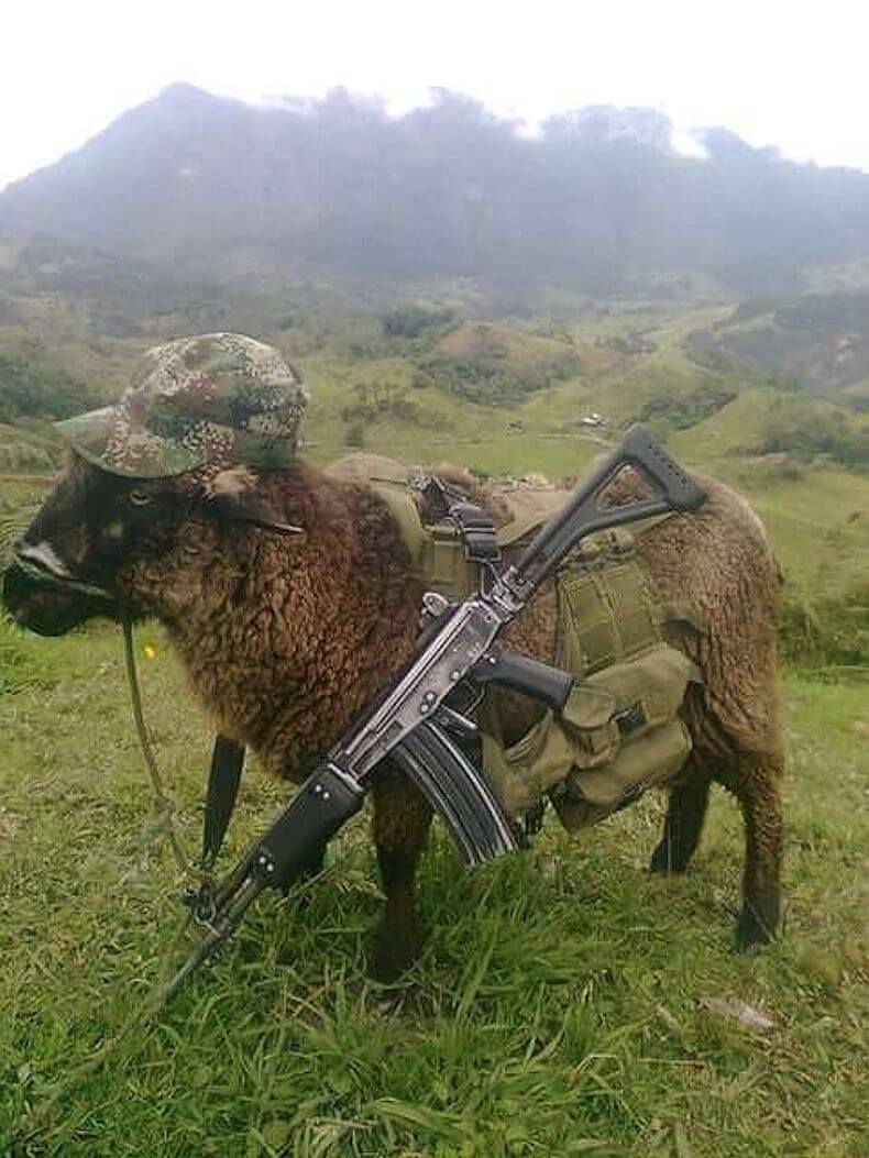 Sheep uwa threat