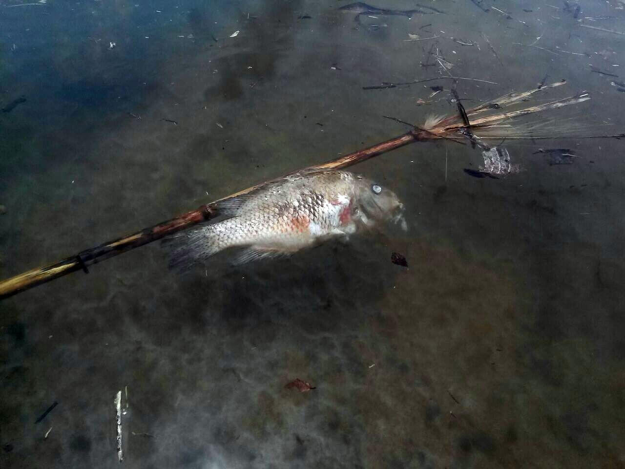 The formation of the reservoir saw endemic fish die. Photo: Chiriquí Natural