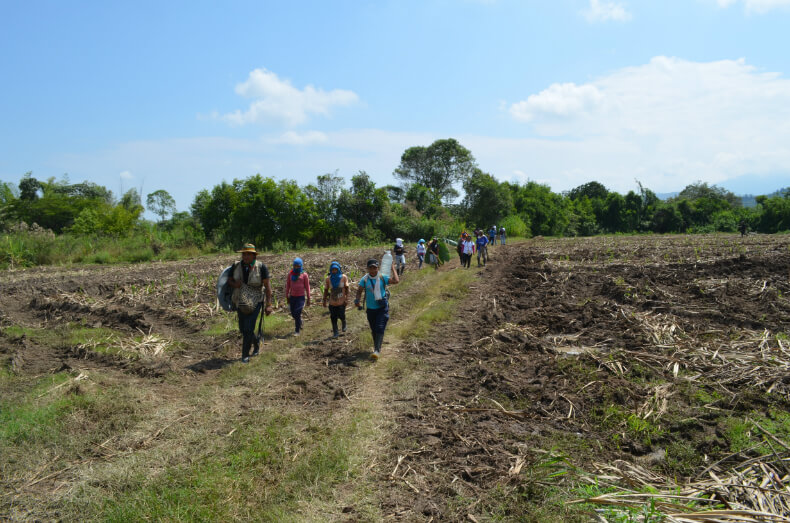 Nasa activists replanting the sugar plantation of La Emperatriz, Caloto, Cauca. Photo: Robin Llewellyn