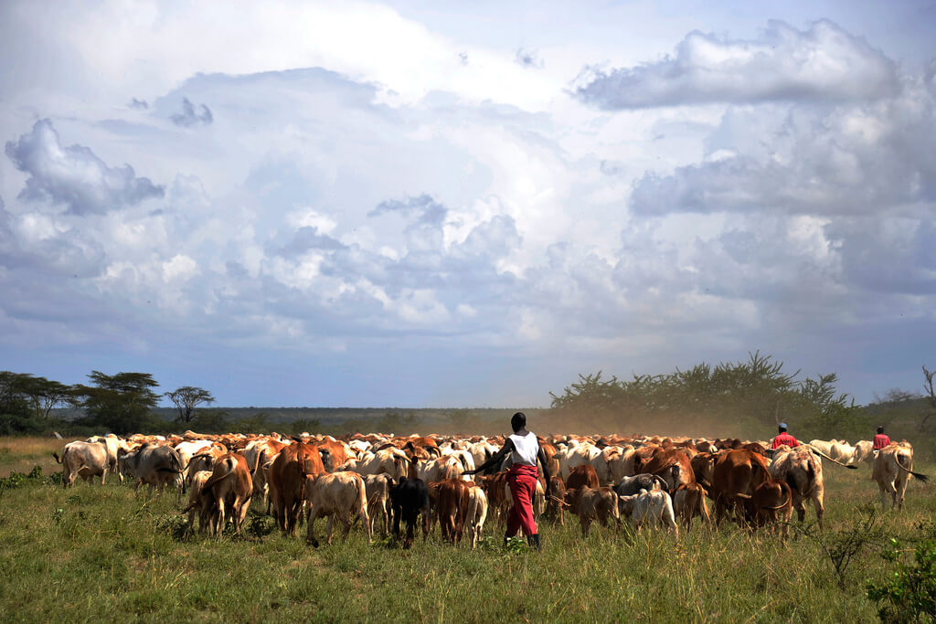 Herders with their cows in Laikipia.