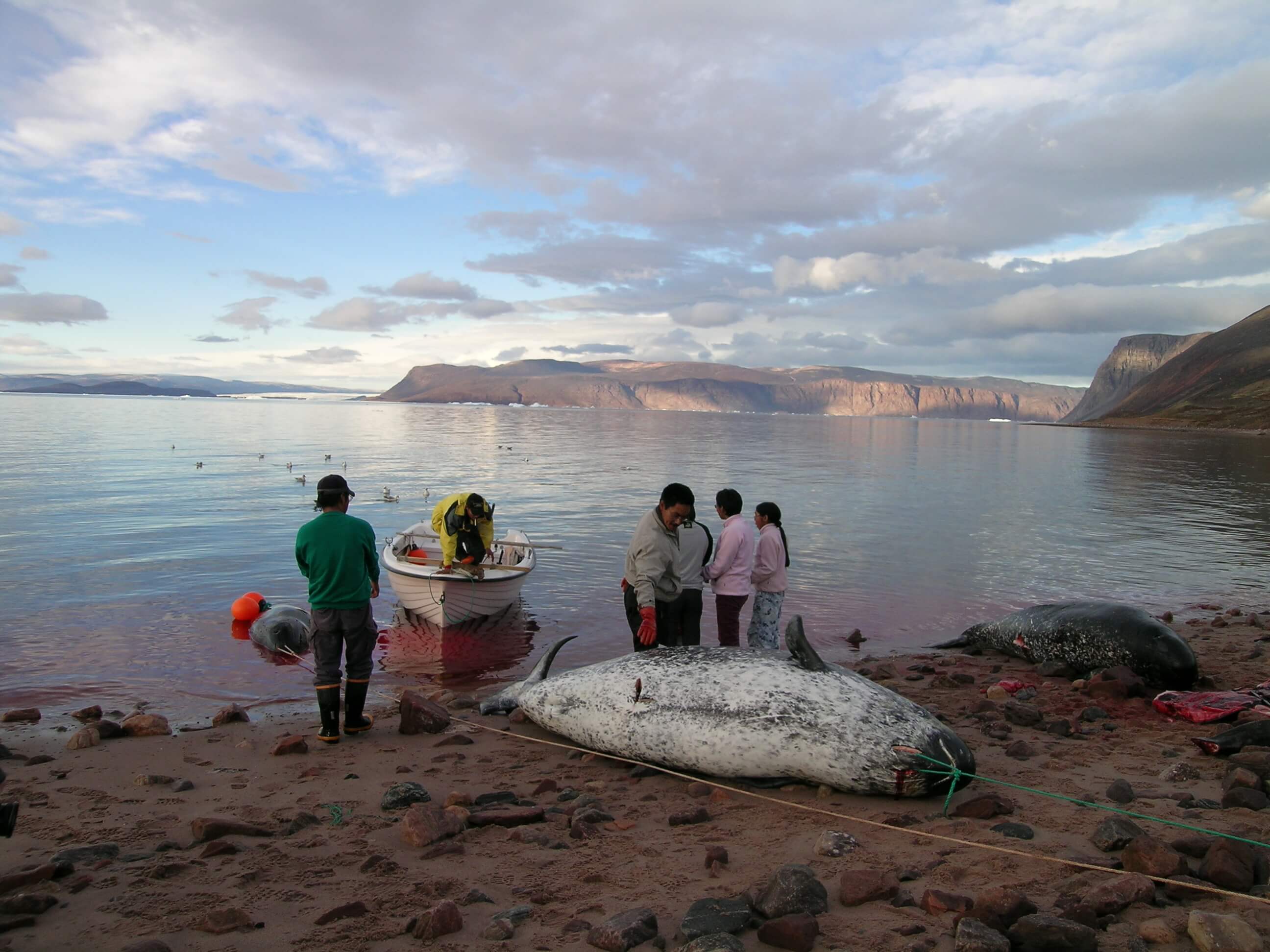 Marine waters important source food Inuit