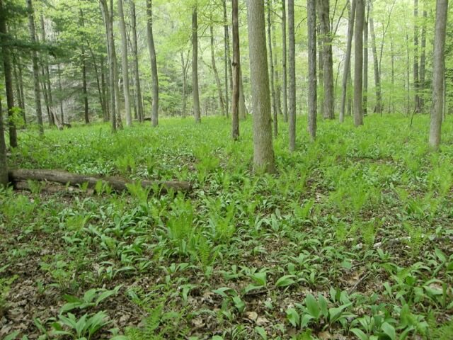 Image1
