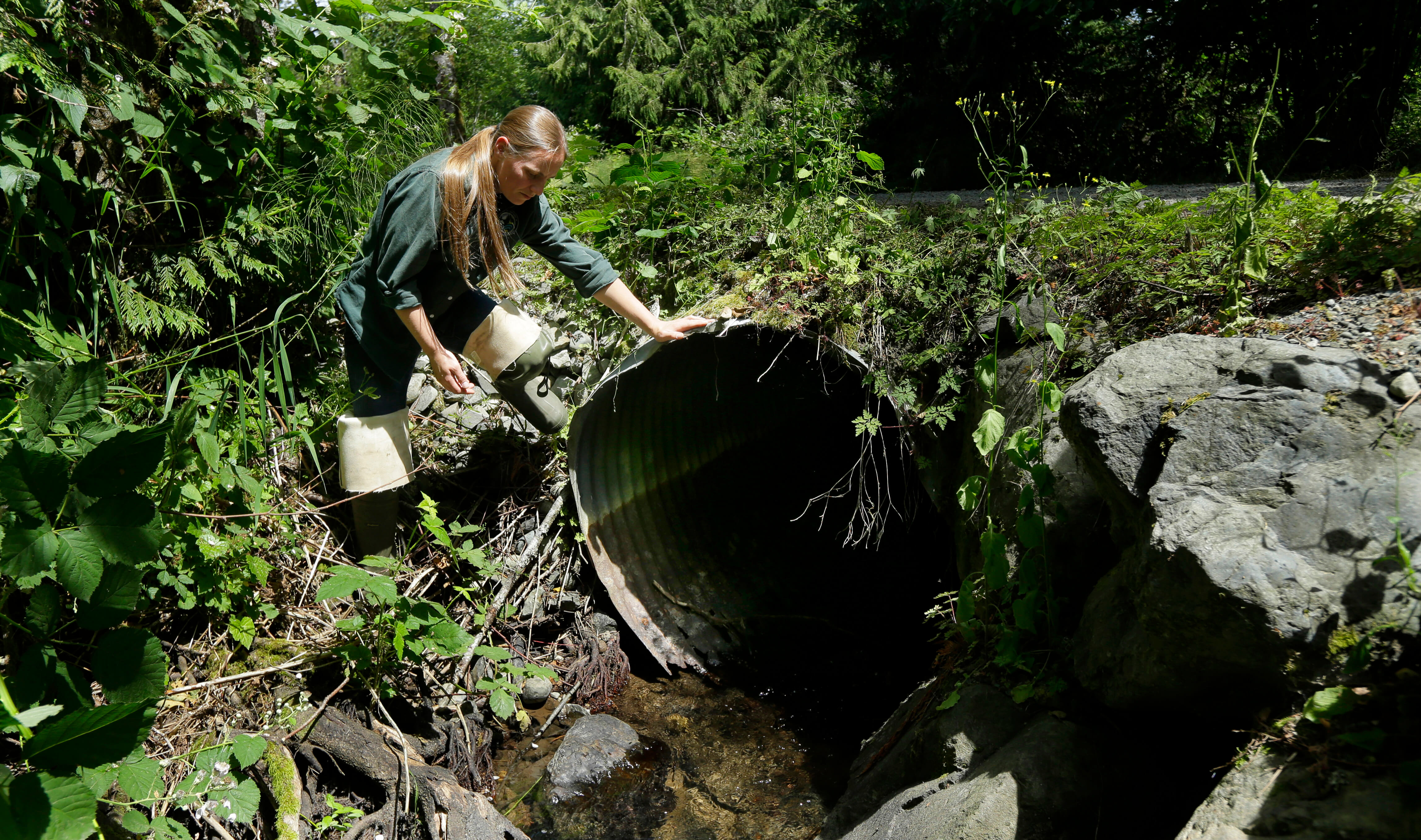 Salmon Culverts Lawsuit