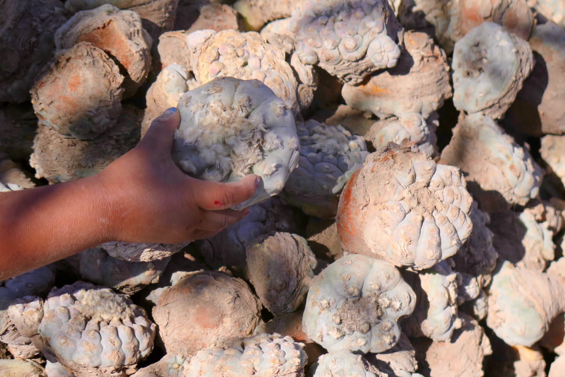 A tiny hand reaches for a large peyote