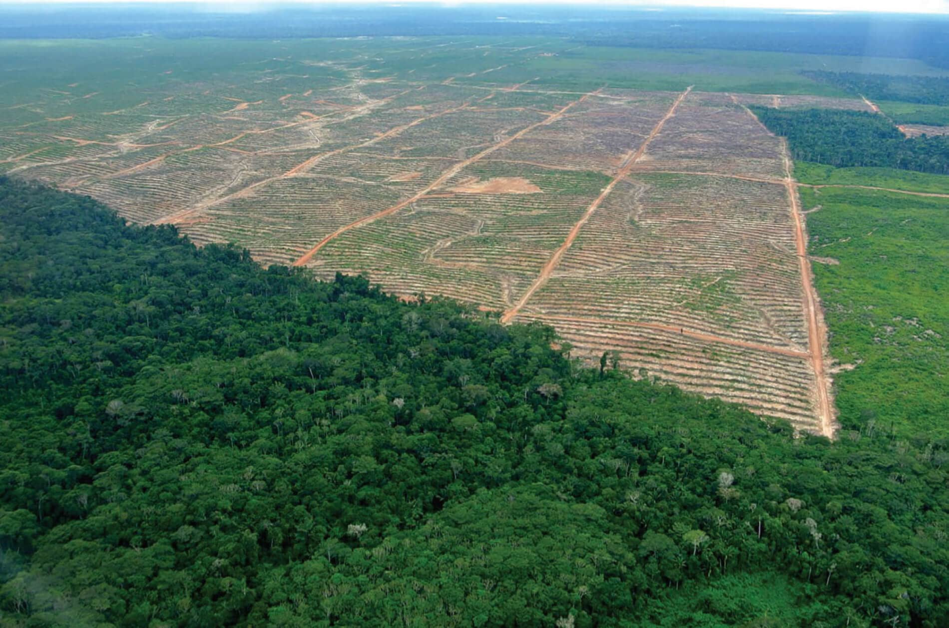 Deforestation