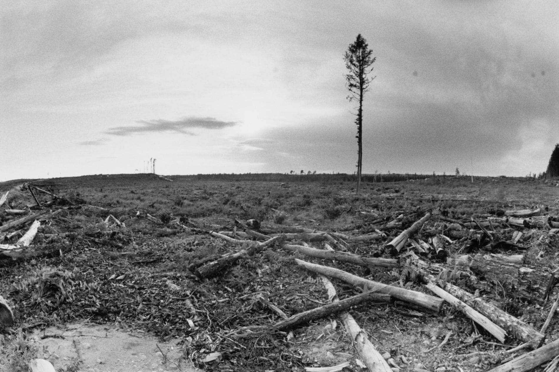 Grassy narrows