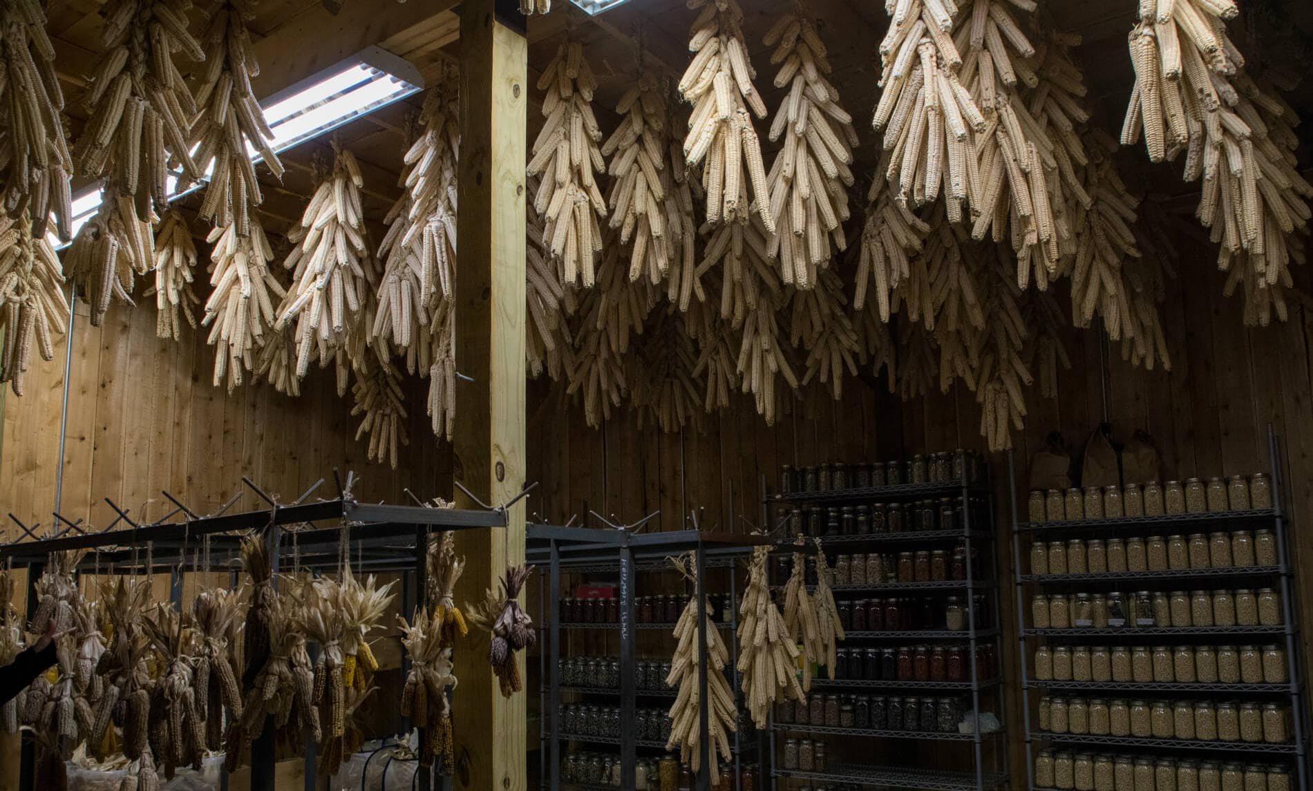 Onondaga Nation Farm Crew corn and bean varieties.