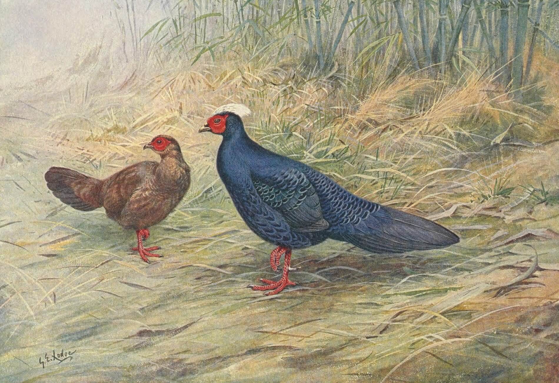 Biodiversity collapse: the wild relatives of livestock and crops are disappearing
