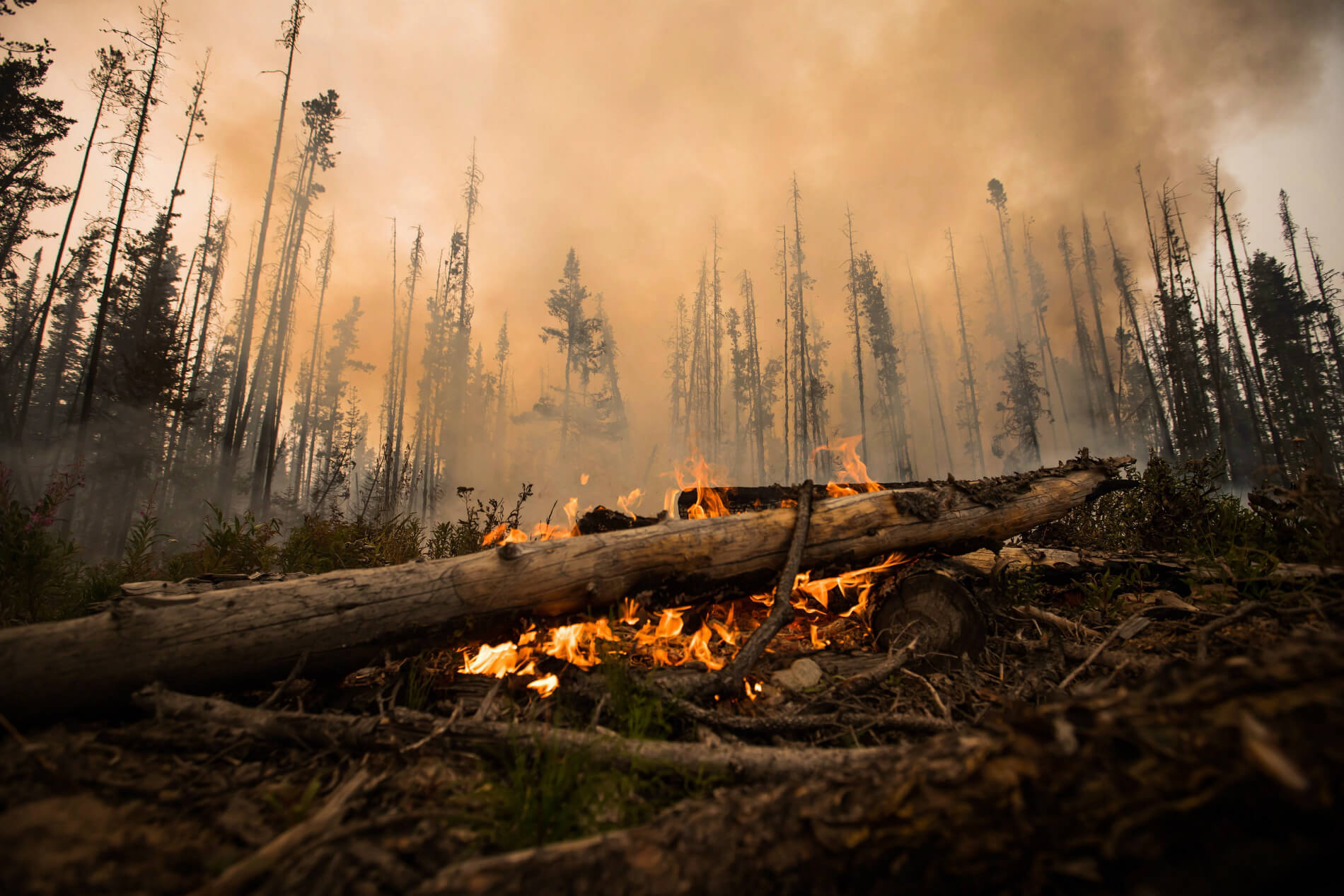 A wildfire burns on a logging road in central British Columbia