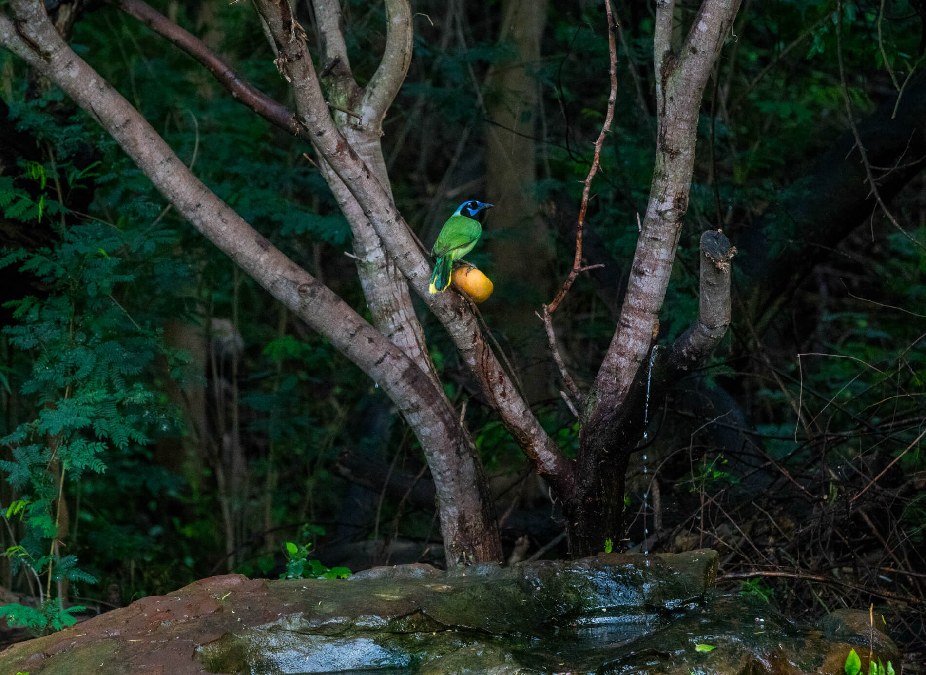 Green Jay at the National Butterfly Center.