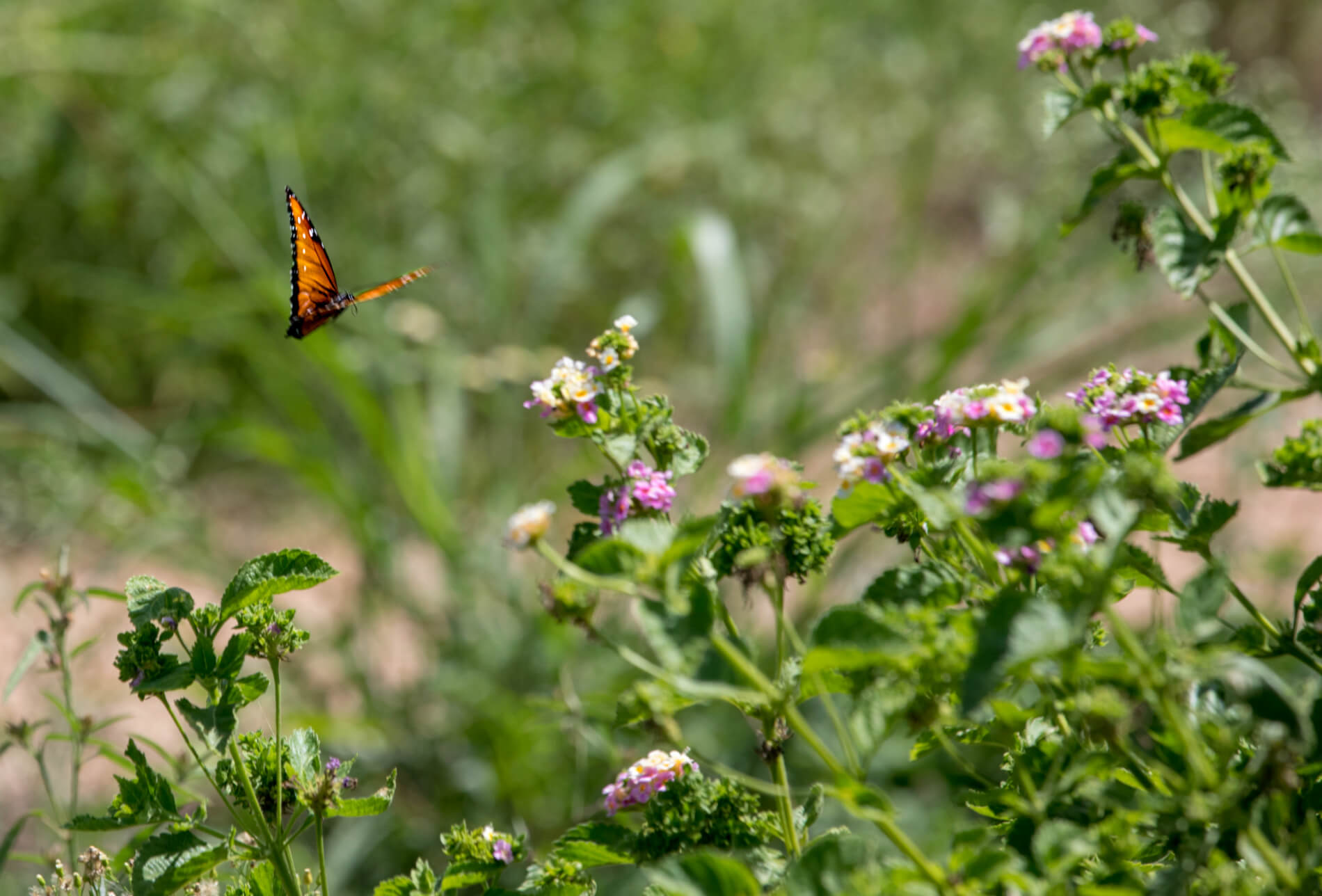 Queen butterfly