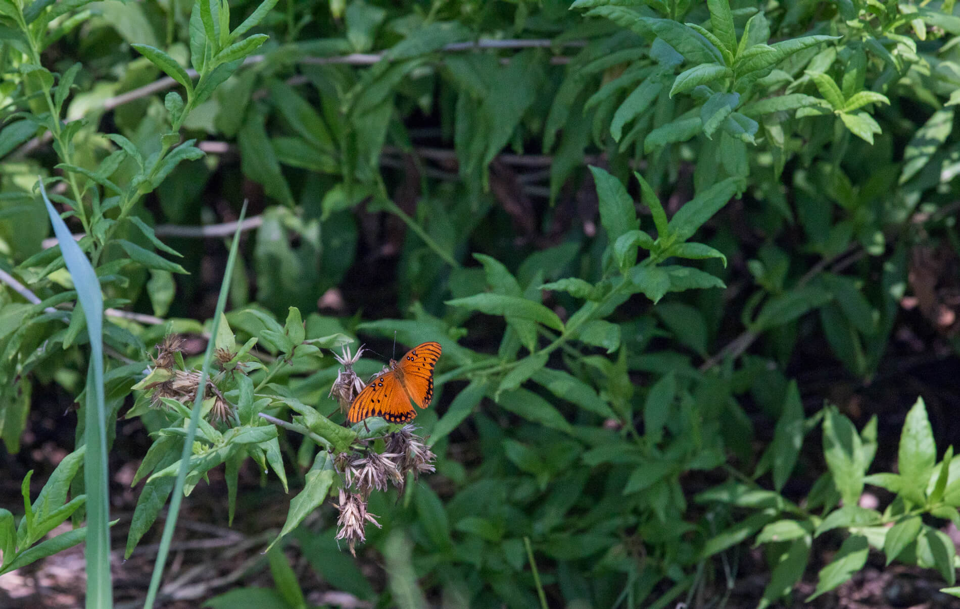 A Gulf Fritillary