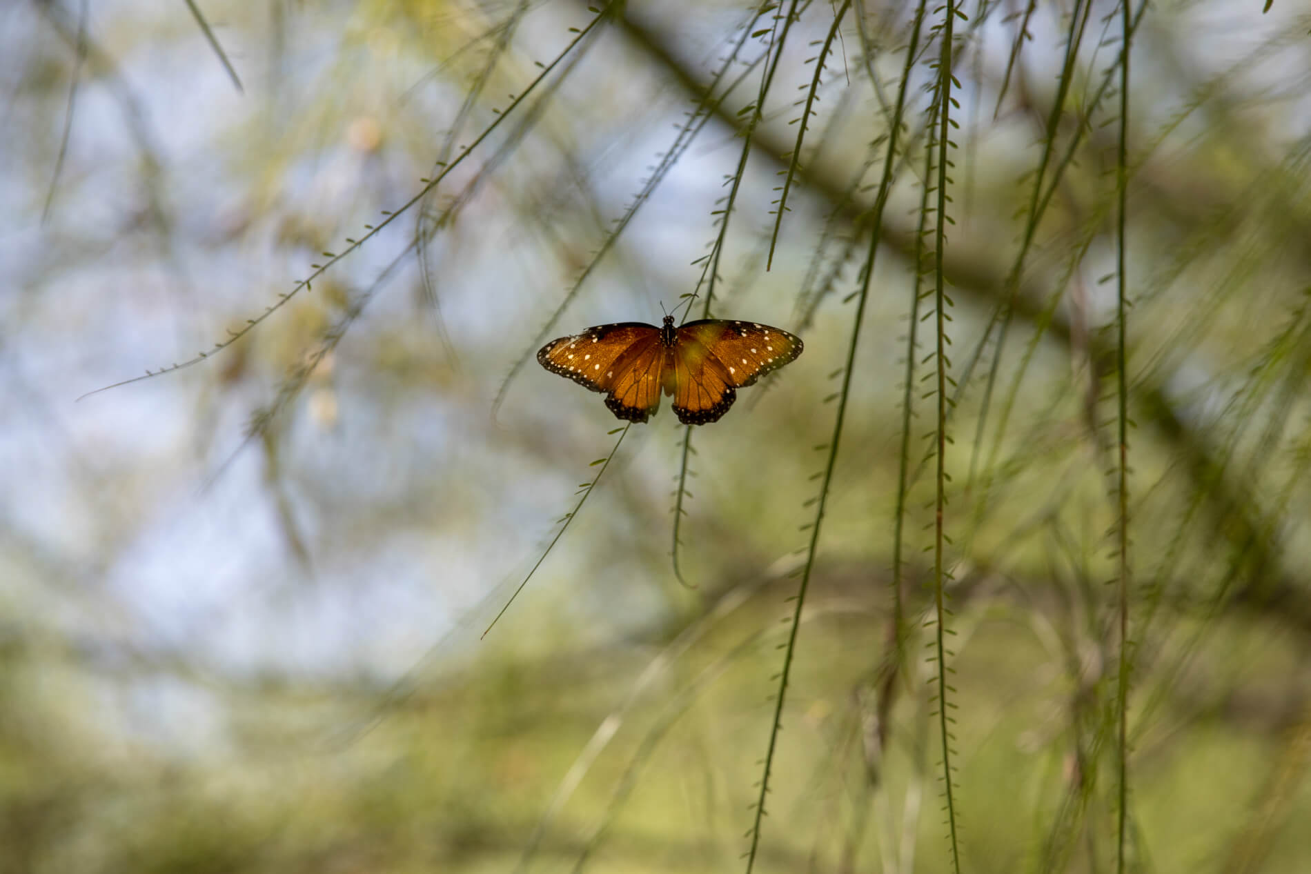 Queen butterfly, cousin of the popular Monarch butterfly