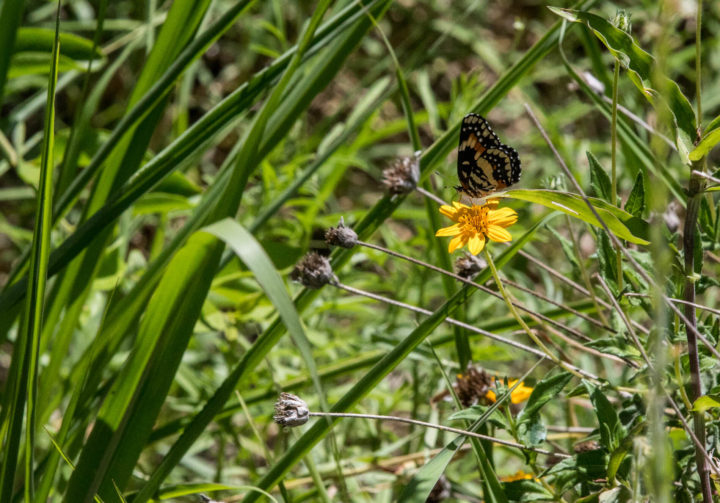 A Bordered Patch butterfly