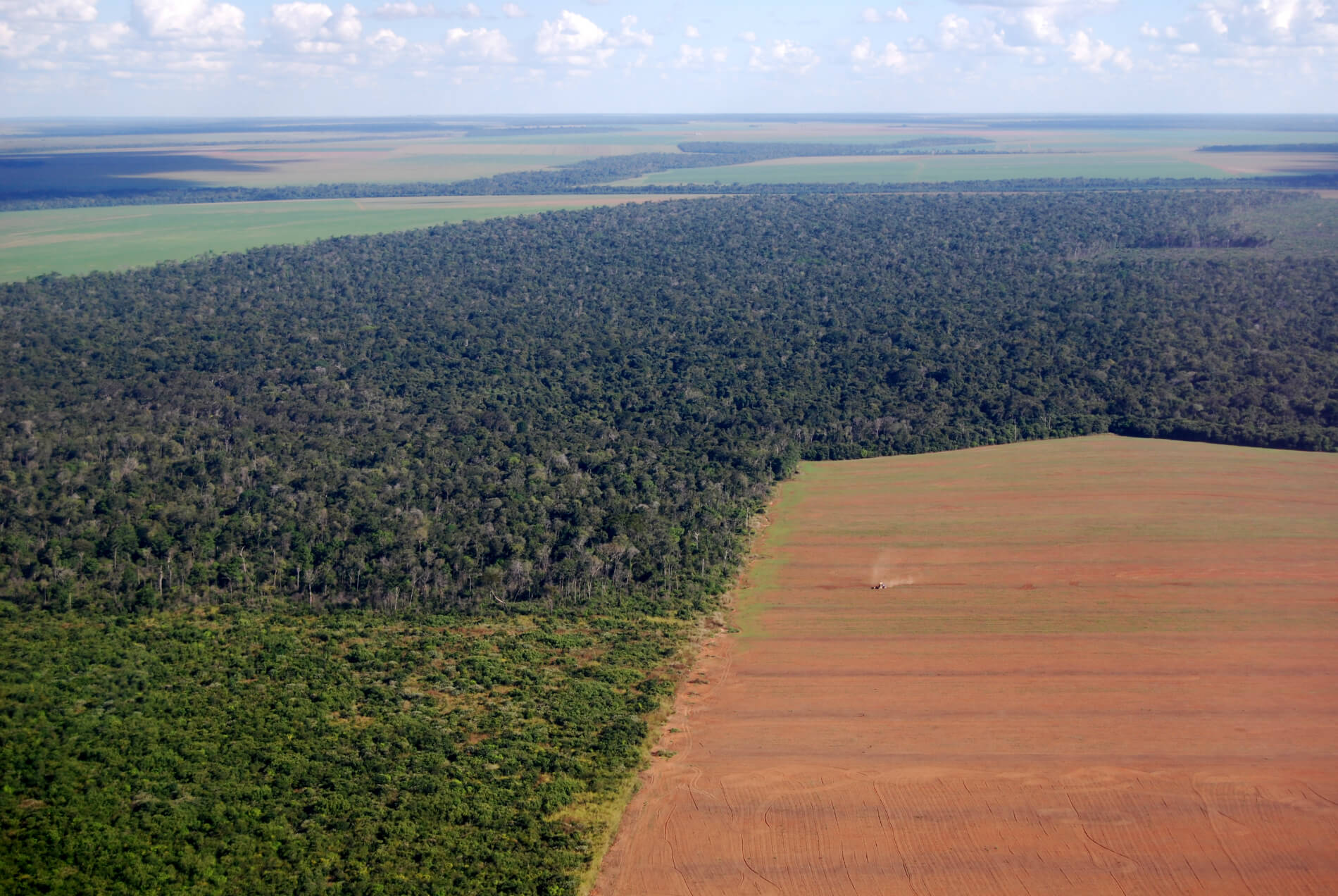  Monocultures of crops such as soy in the Amazon are causing deforestation and environmental degradation. 
