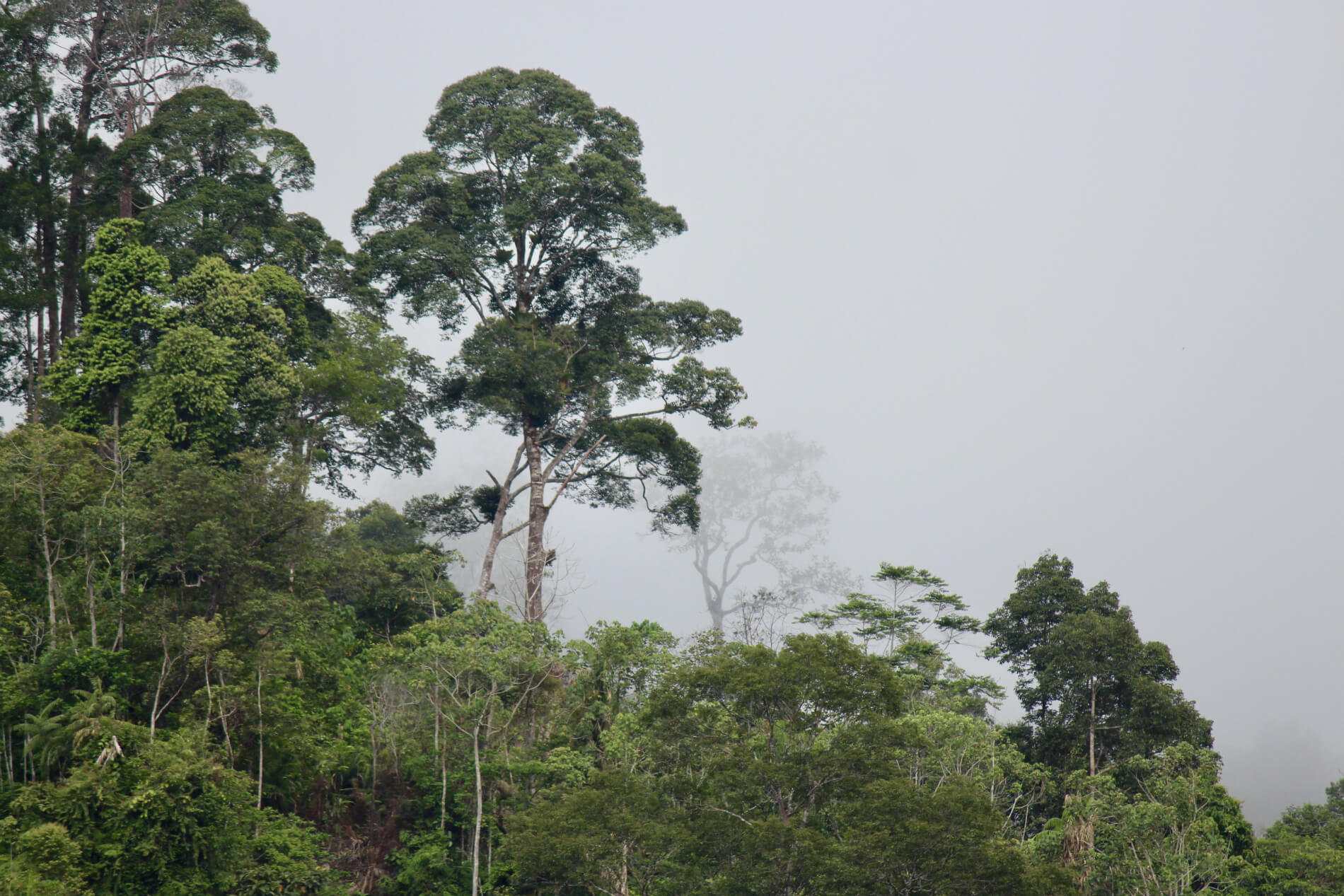 Ways to prevent Borneo’s forest fires from happening again