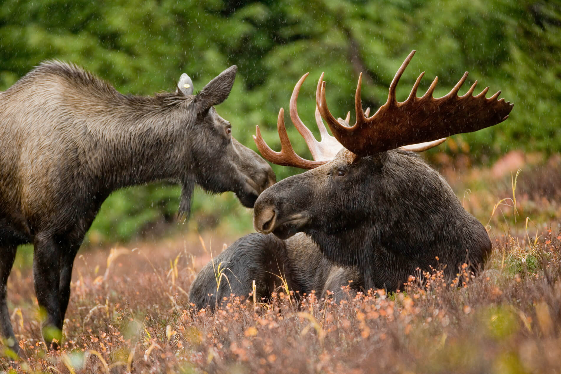 Algonquins of Barriere Lake Will Protect Moose Population