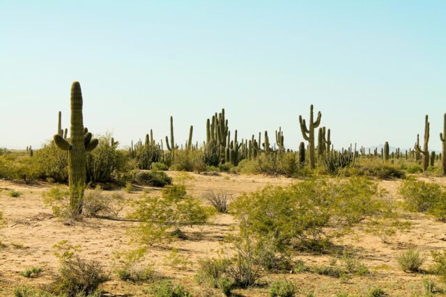 Sonora desert mexico(2)