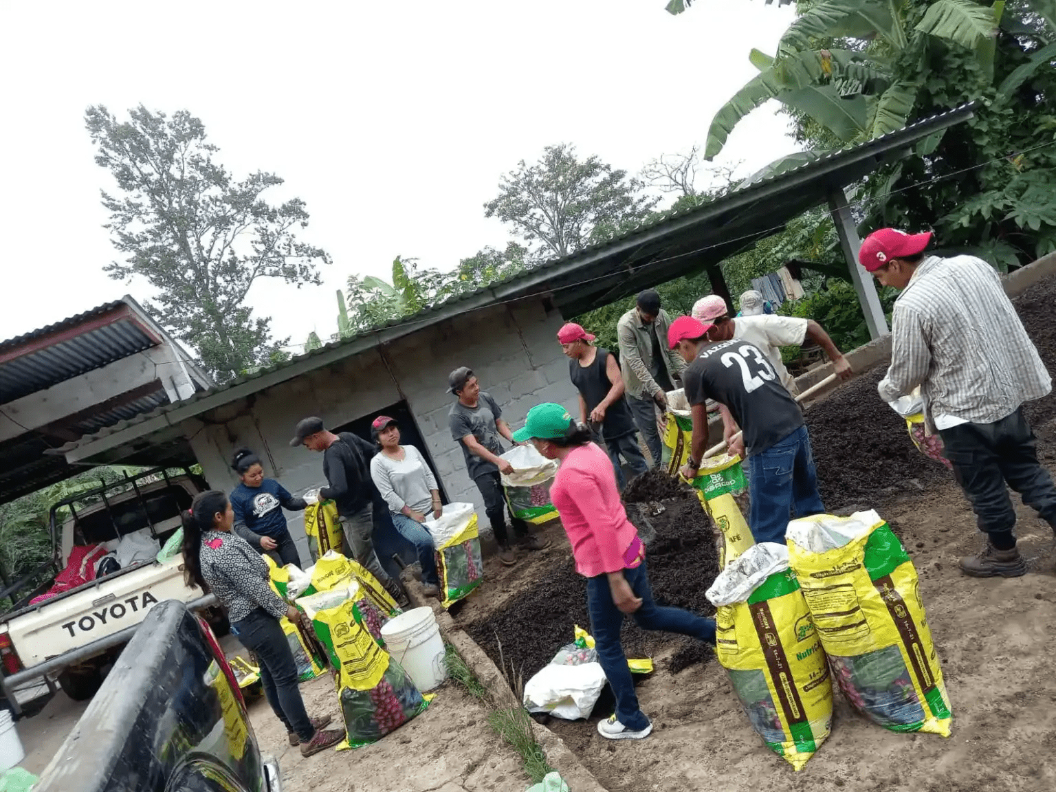 Labores que se realizan en las fincas de cafe 1536x1152