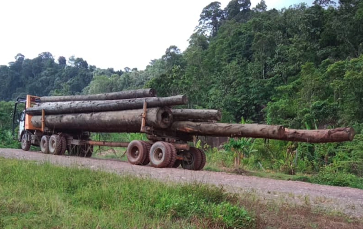 Pic1 april 14 2025 4000 tonnes of timber per month are being extracted from ba data bila