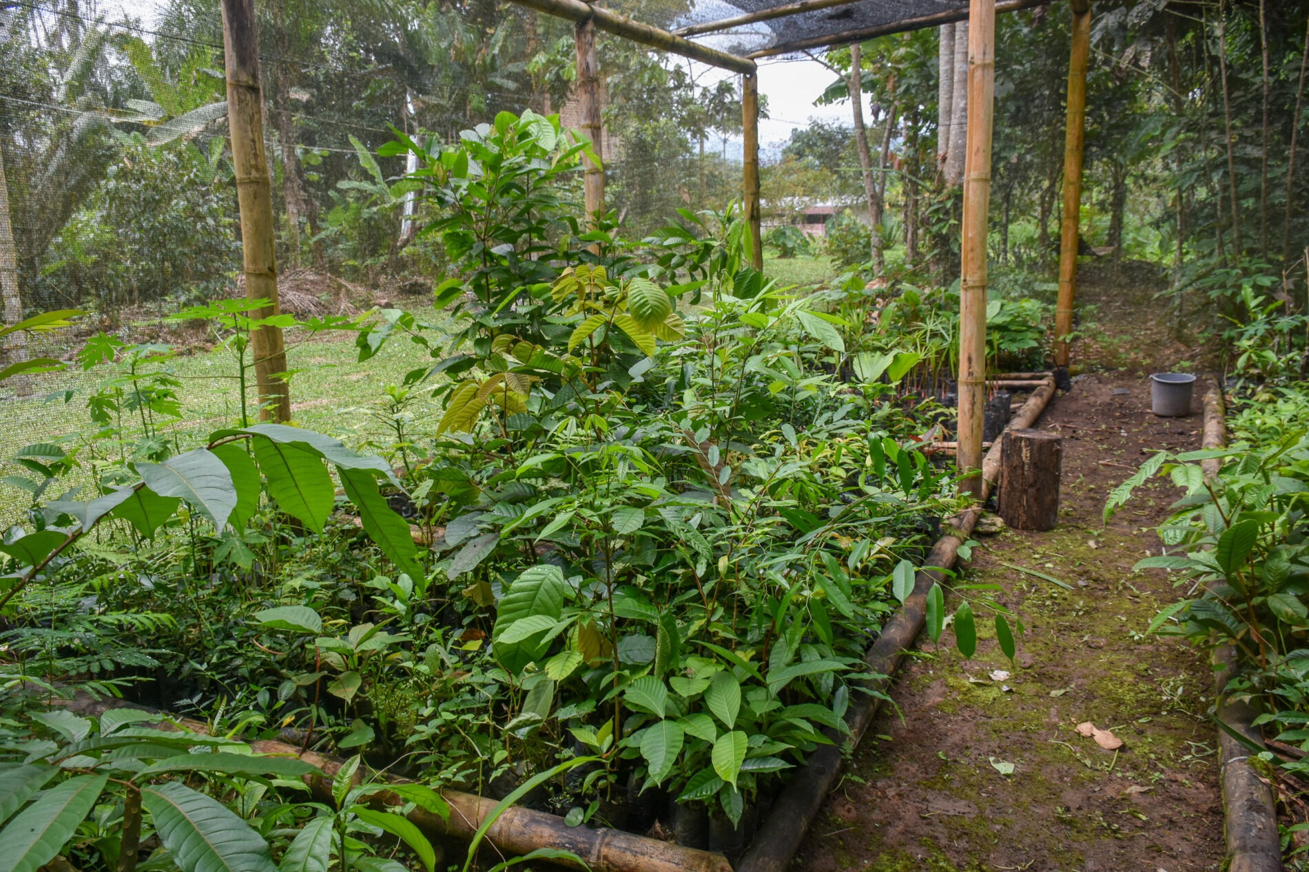 20250201 iwiakma araata nursery san luis ininkis ecuador dunio chiriap dialogue earth