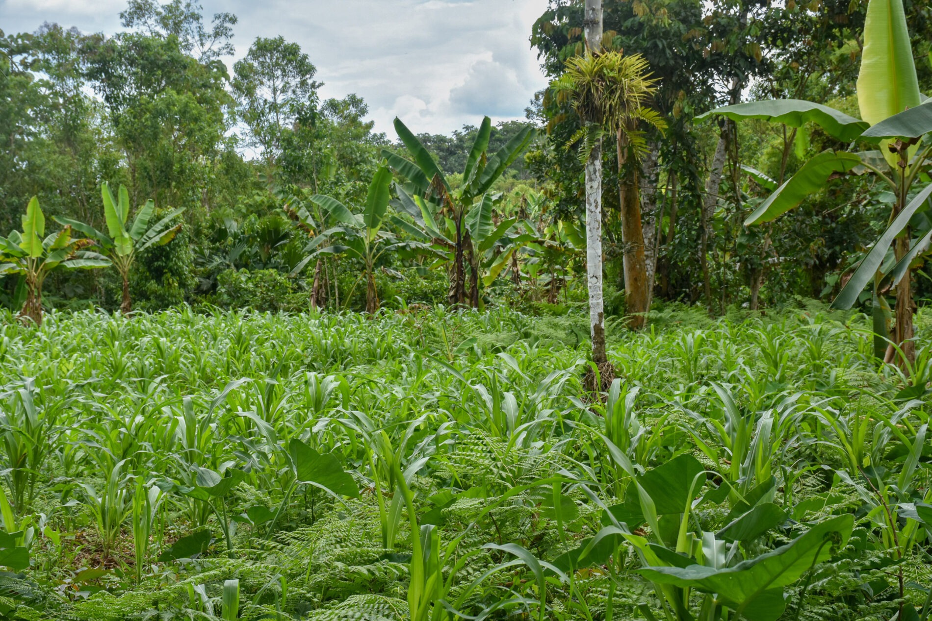 20250208 maize banana plantation san luis ininkis ecuador dunio chiriap dialogue earth