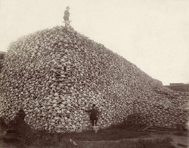 Bison skull pile edit 2