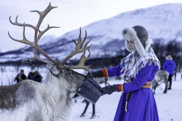 Feeding reindeer, tromsø (3)