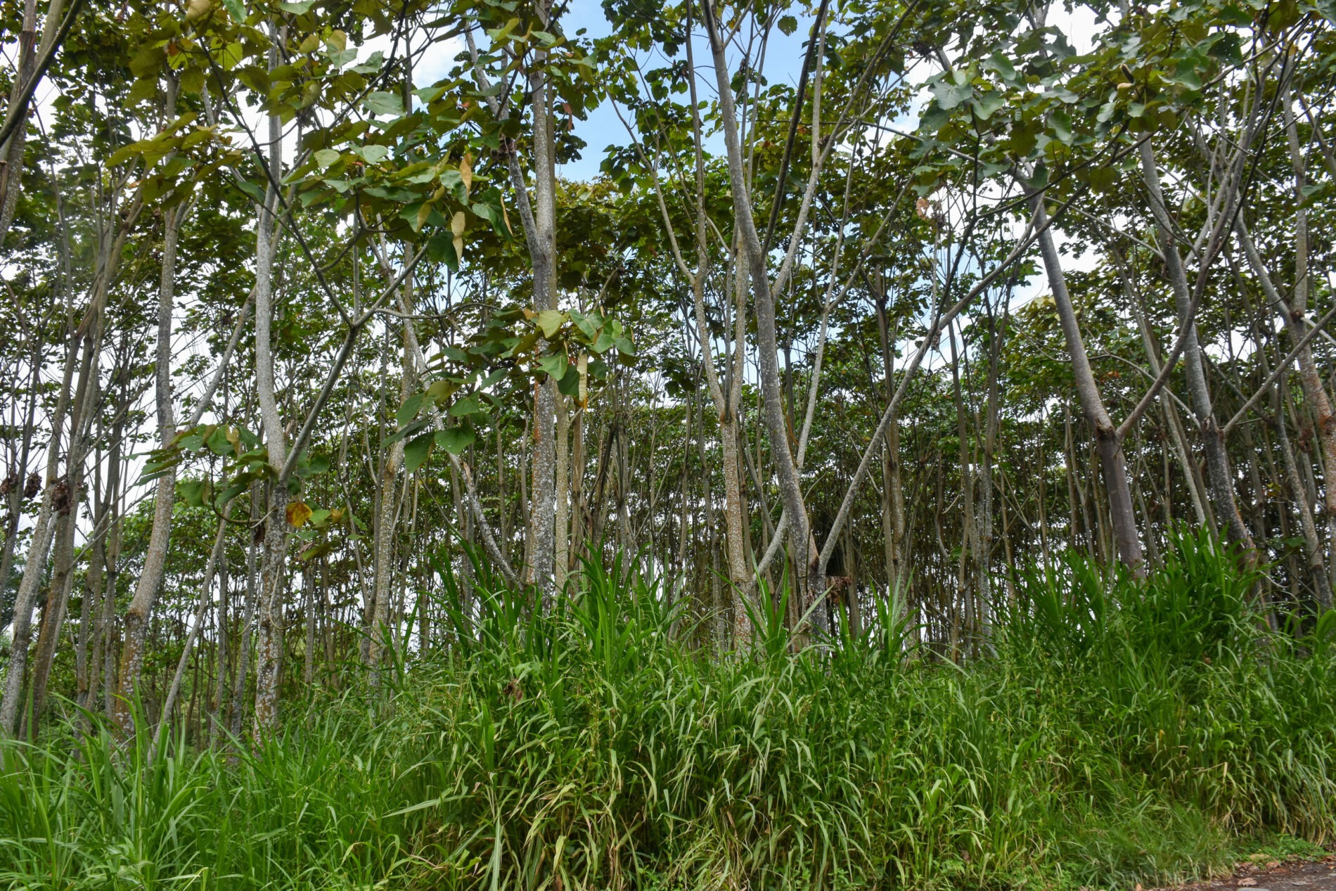 20250201 balsa trees san luis ininkis ecuador dunio chiriap jimbicti