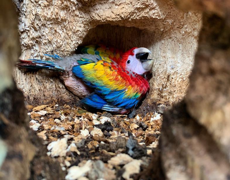 ScarletMacawChick