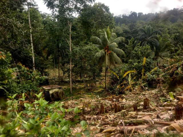 Crops destroyed by invading workers