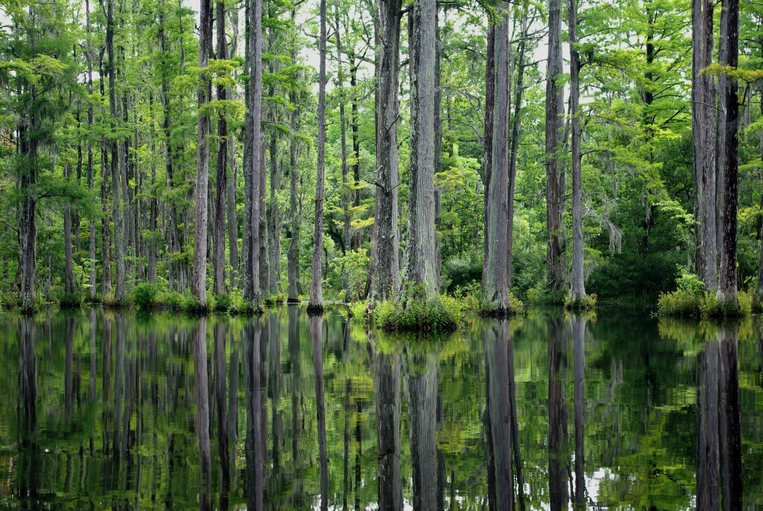 Waccamaw Peoples recognize rights of nature, seek greater say in conservation