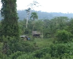 Emergency in Bosawas