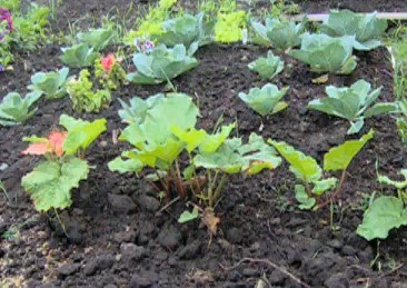 Growing Hope in Northern Manitoba Communities